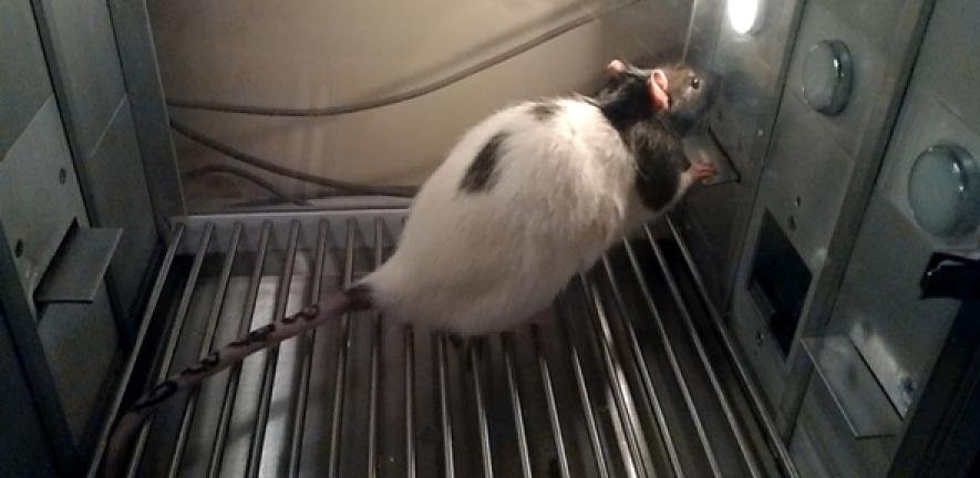 Rat taking part in test of 'checking behaviour', a key trait in OCD.